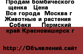 Продам бомбического щенка › Цена ­ 30 000 - Все города, Москва г. Животные и растения » Собаки   . Пермский край,Красновишерск г.